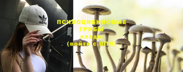 ПСИЛОЦИБИНОВЫЕ ГРИБЫ Баксан