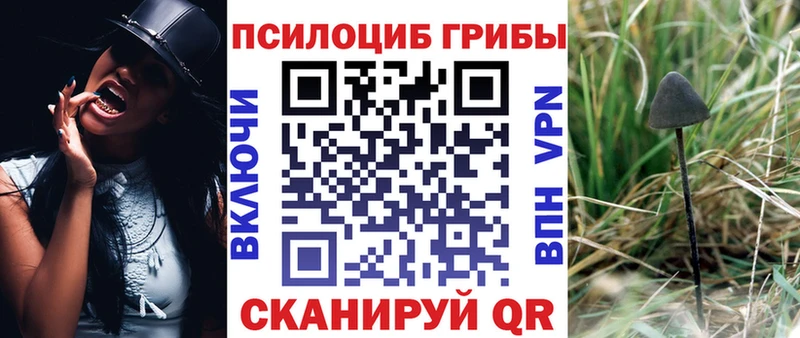 где купить   Красный Холм  Галлюциногенные грибы Psilocybe 